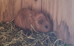 Guinea Pig rodents for sale: Funky male baby Guinea Pigs  - Image 4