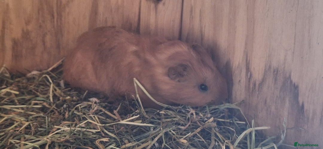 Guinea Pig rodents for sale: Funky male baby Guinea Pigs  - Image 4