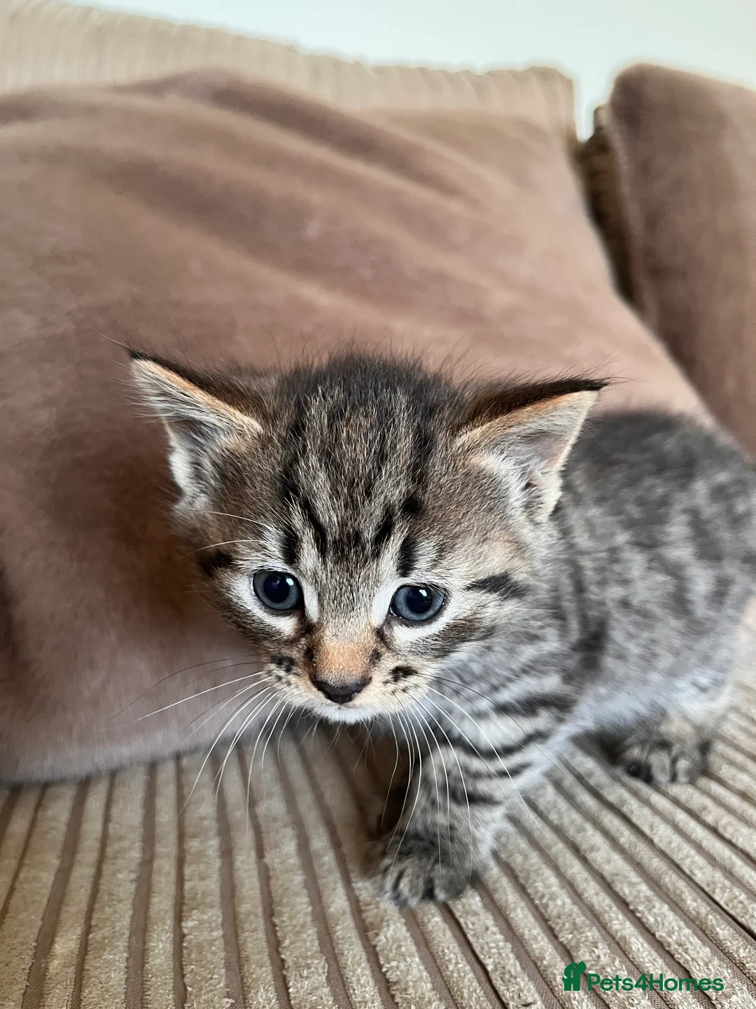 Mixed Breed cats for sale: Grey and black striped kittens For Sale - Advert 5