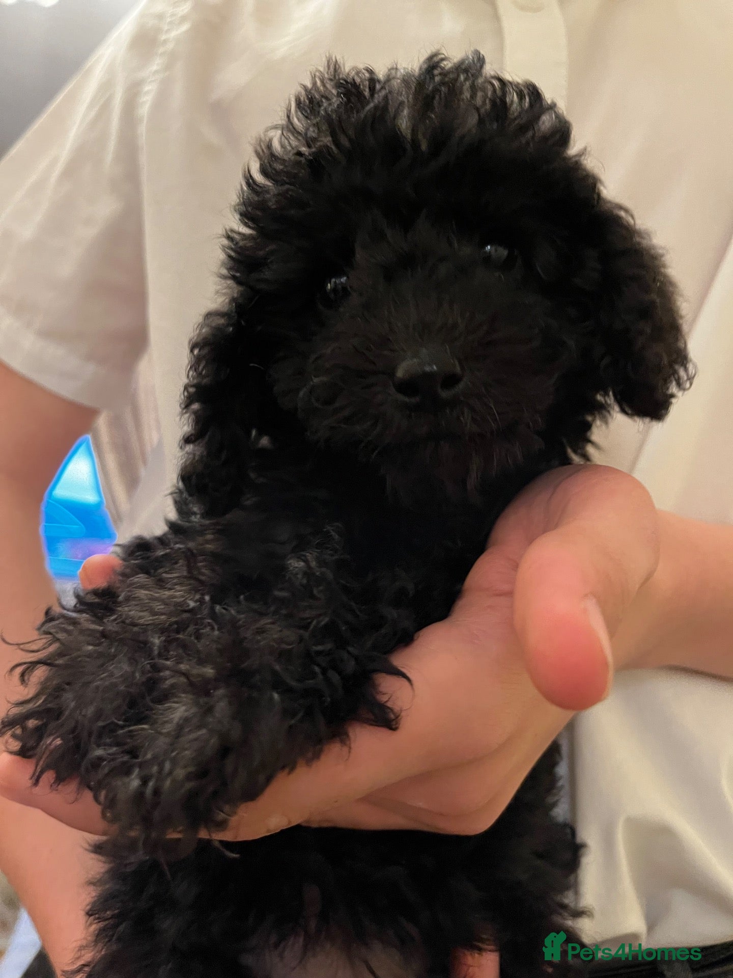 Mixed Breed dogs  beddipoos ready now - Advert 5