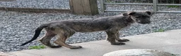 Irish Wolfhound dogs for sale: Irish Wolfhound puppies  - Advert 15