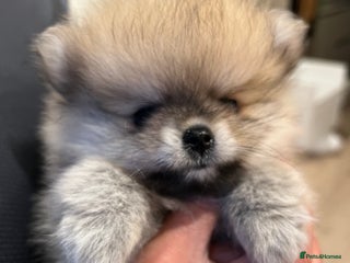 Pomeranian dogs - Advert 1