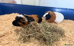 Guinea Pig rodents for sale: Two bonded female guinea pigs with cage - Image 2