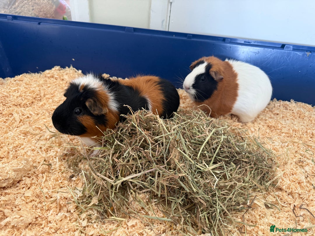 Guinea Pig rodents for sale: Two bonded female guinea pigs with cage - Image 2