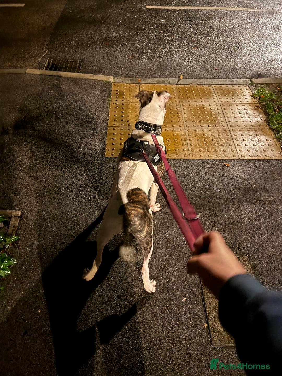 American Bull Staffy dogs for sale: American staff bull terrier  - Image 8