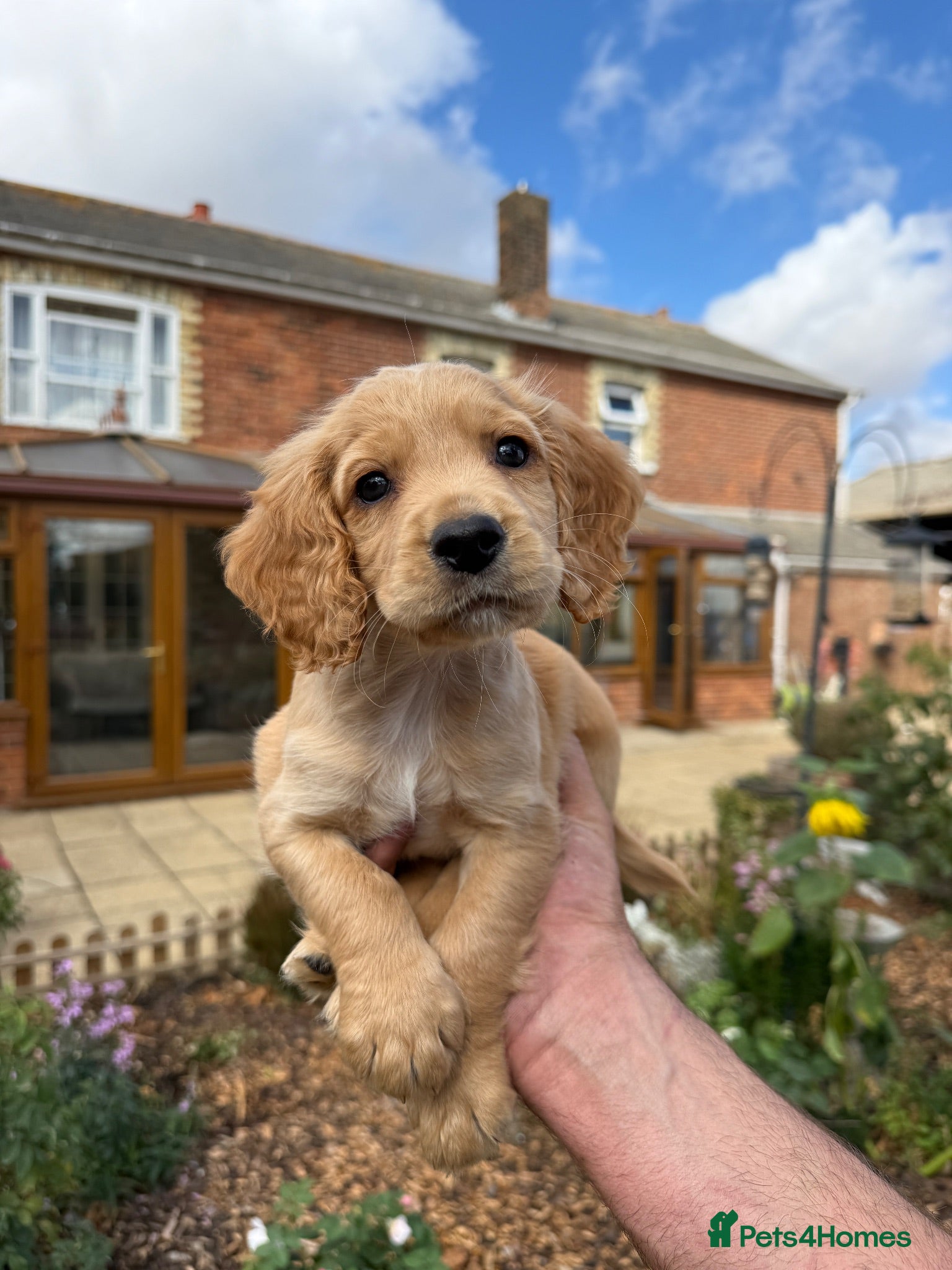 Cocker Spaniel dogs KC Registered Working Cocker Spaniel Puppies  - Advert 12