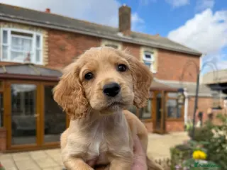 Cocker Spaniel dogs KC Registered Working Cocker Spaniel Puppies - Advert 6