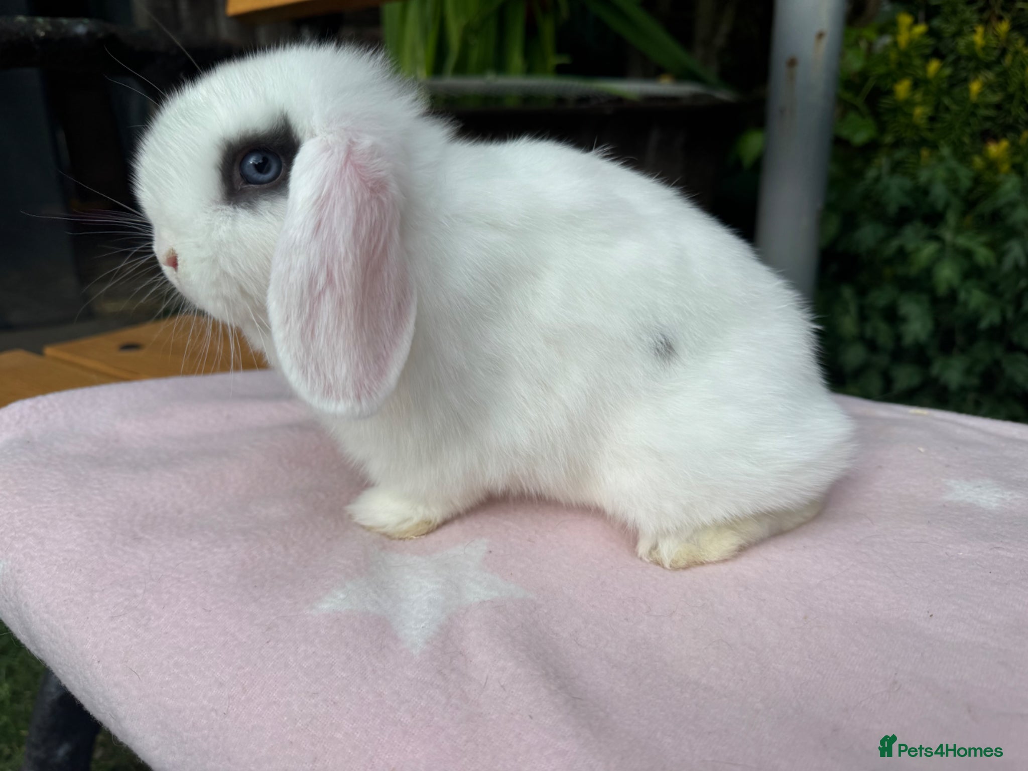 Mini Lop rabbits Beautiful mini lops for sale and 1 Lionlop  - Advert 1