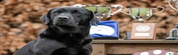 Labrador Retriever dogs for sale: Labrador puppies  in Ashbourne - Advert 8