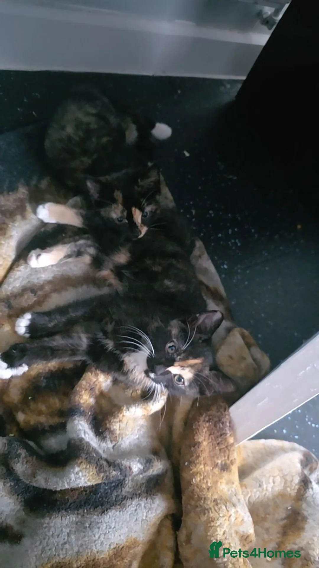 Mixed Breed cats for sale: Turtleshell in Halstead - Advert 2