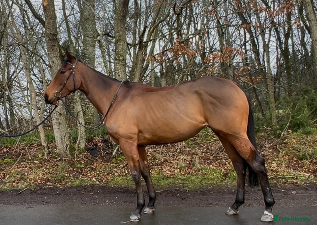 English Thoroughbred horses for sale: Bella bay 3 year old filly - Advert 2