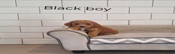 Cavapoochon dogs for sale: Beautiful Cavapoochons 💞 - Advert 18
