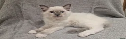 Ragdoll cats for sale: Pedigree ragdoll kittens  - Advert 3