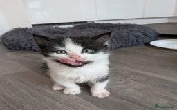 Mixed Breed cats for sale: Black and White Kittens - Image 1