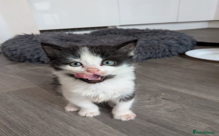 Mixed Breed cats for sale - Advert 1