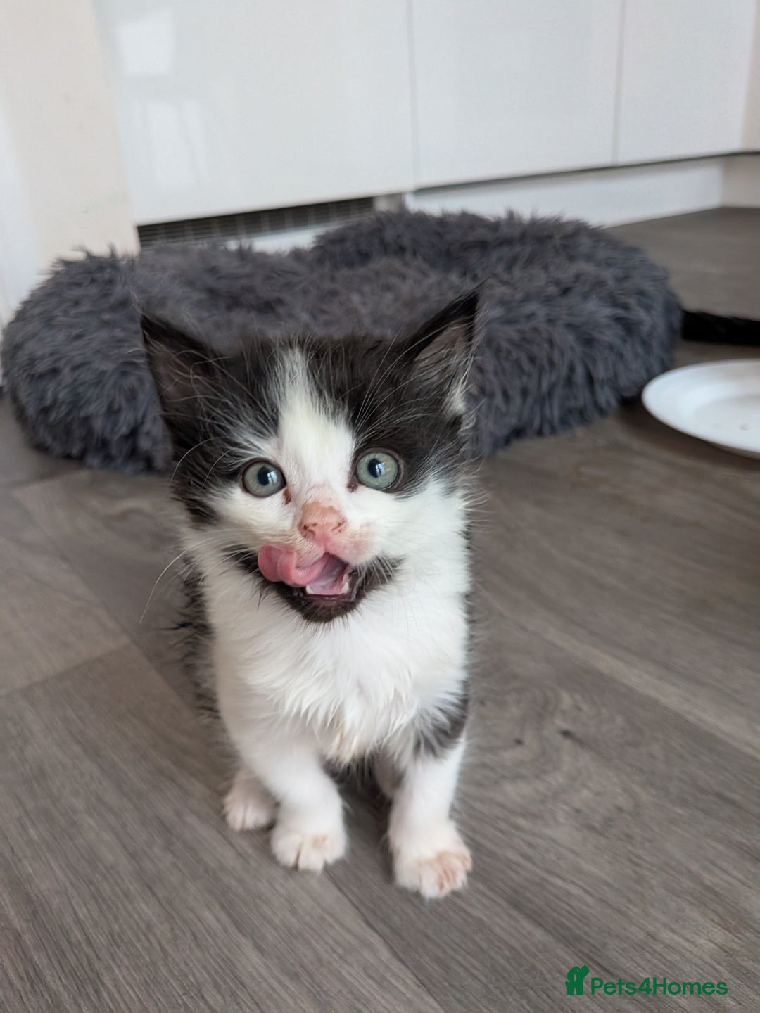 Mixed Breed cats for sale: Black and White Kittens - Image 1