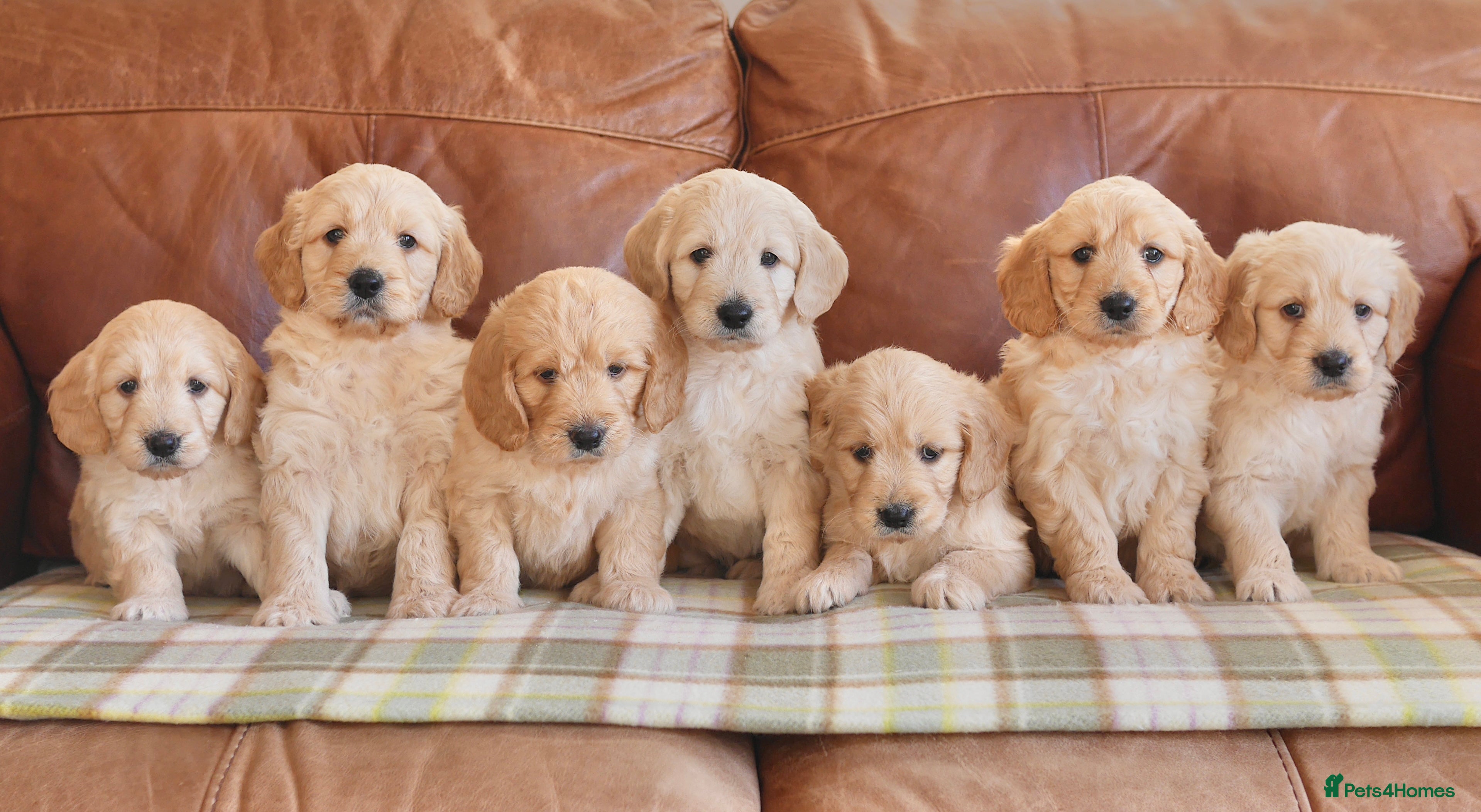 Mini Goldendoodle dogs Quality Health Tested F1 Miniature Goldendoodles  - Advert 5