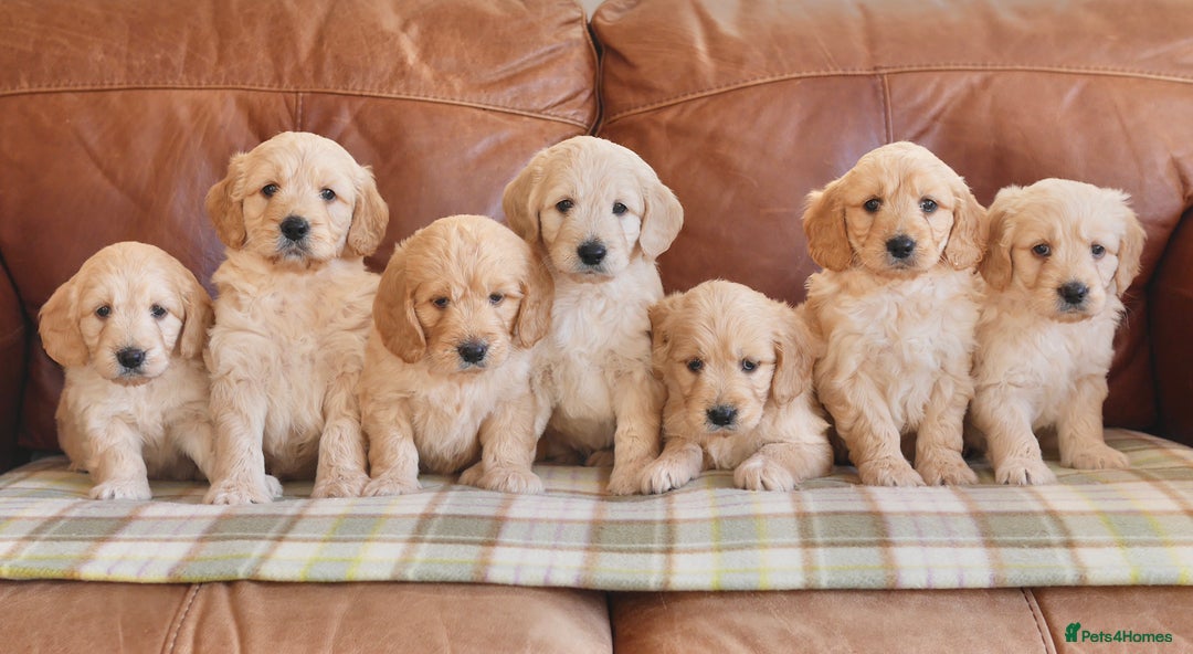 Mini Goldendoodle dogs for sale: Quality Health Tested F1 Miniature Goldendoodles  - Advert 1