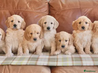 Mini Goldendoodle dogs Quality Health Tested F1 Miniature Goldendoodles - Advert 14