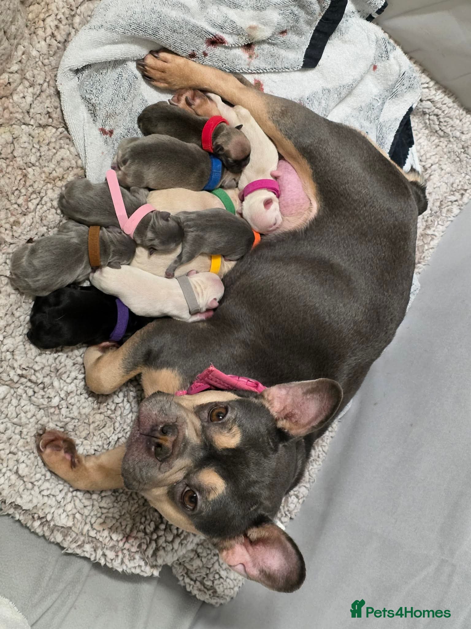 French Bulldog dogs Pedigree french bulldogs - Advert 1