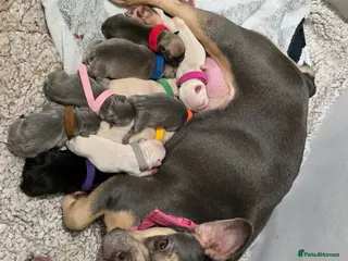 French Bulldog dogs Reduced French bulldog puppies - Advert 1