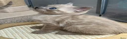 Bengal cats for sale: TICA registered Seal Solid Silver Mink Bengals - Advert 12