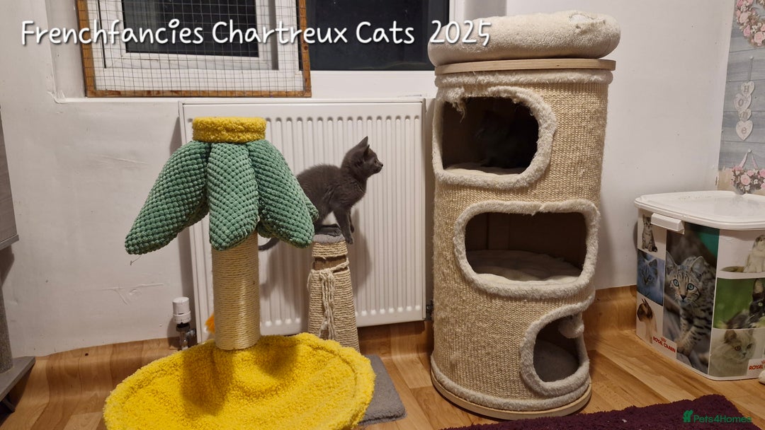 Chartreux cats for sale: Chartreux sisters  - Image 5