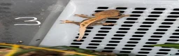 Mixed Breed reptiles for sale: Tortoises,crested geckos and corn snake  in Chatham - Advert 3