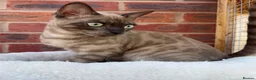 Bengal cats for sale: Beautiful Health Tested Bengals - Advert 3