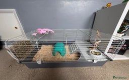 Guinea Pig rodents for sale: Two male guinea pigs for sale - Image 3