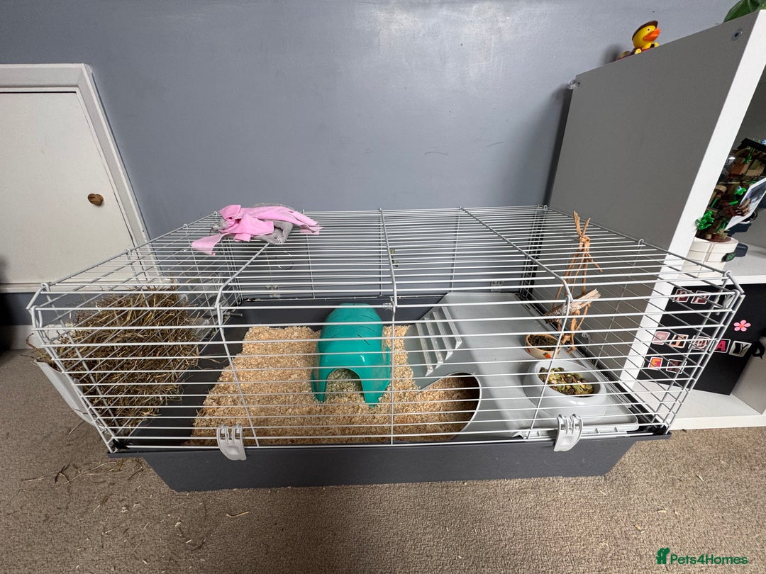 Guinea Pig rodents for sale: Two male guinea pigs for sale - Image 3