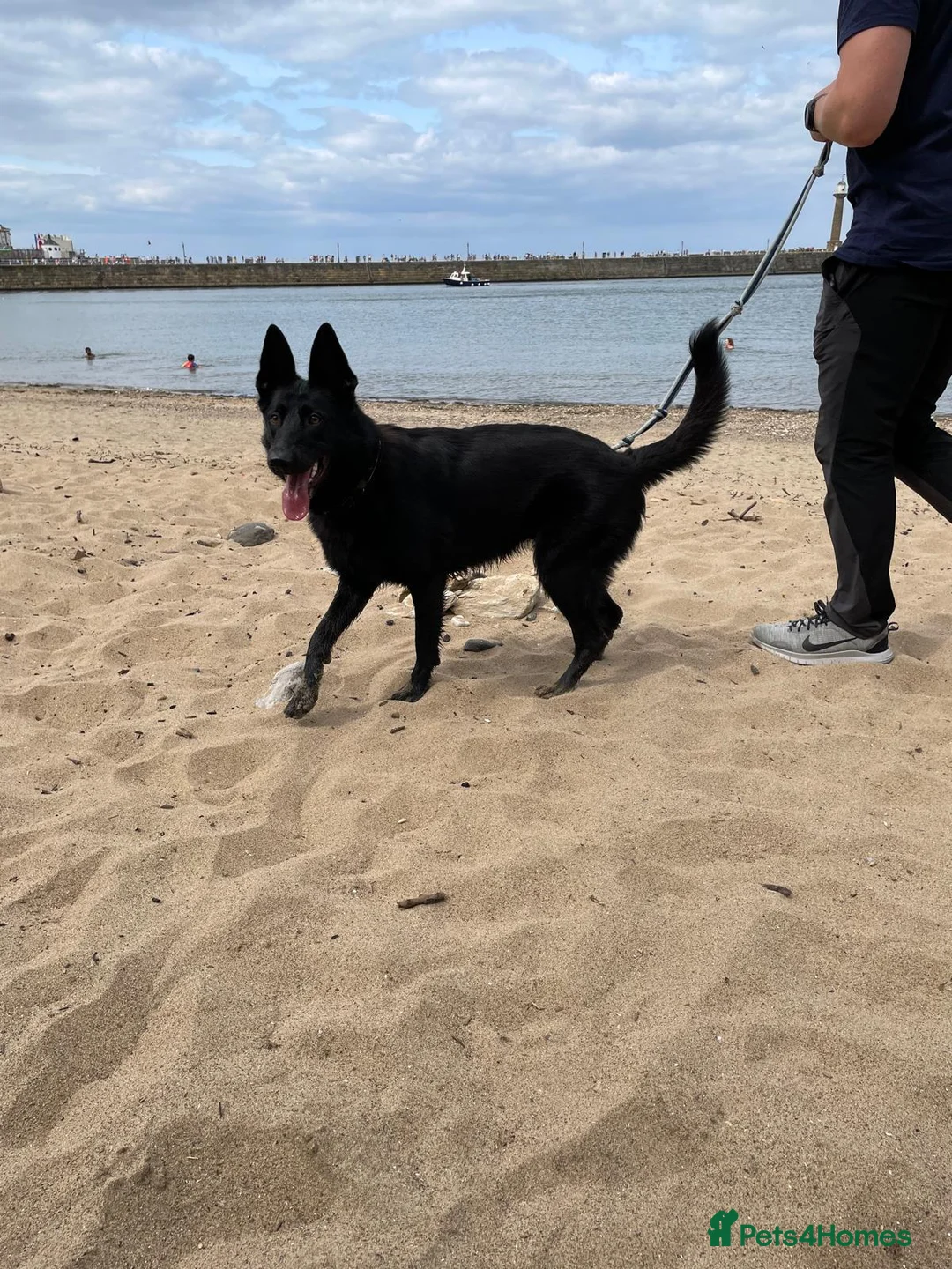 German Shepherd dogs for sale: 🐾 German Shepherd Puppies – Due Late May 2026 - Advert 8