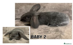Dwarf Lop rabbits for sale: Baby Dwarf Lop Bunnies - Advert 3