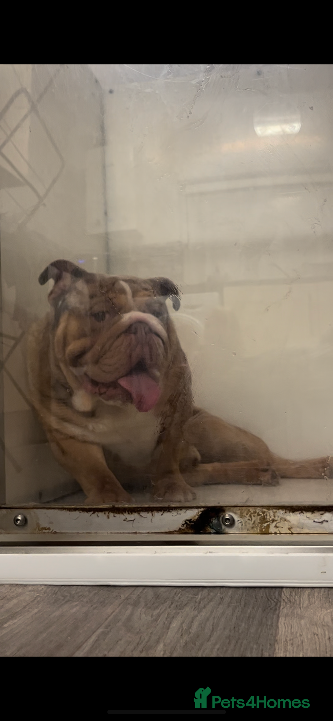 English Bulldog dogs for stud: Chocolate Merle beauty in Stafford - Image 3