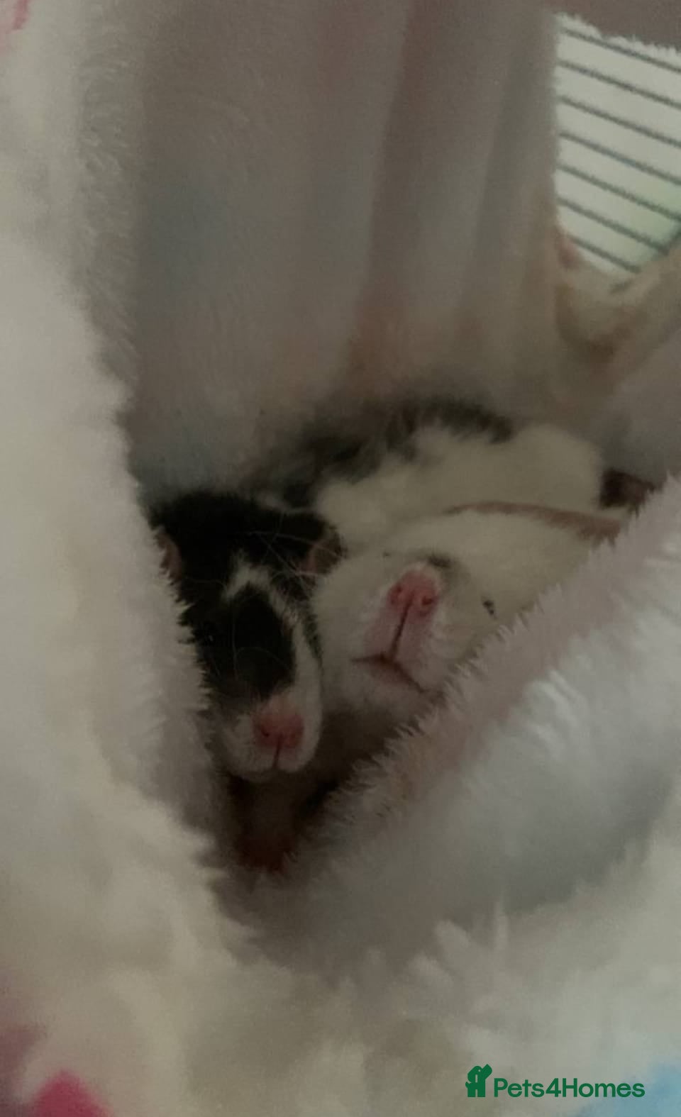 Rat rodents 2 Female Rats Free to Good Home - Advert 1