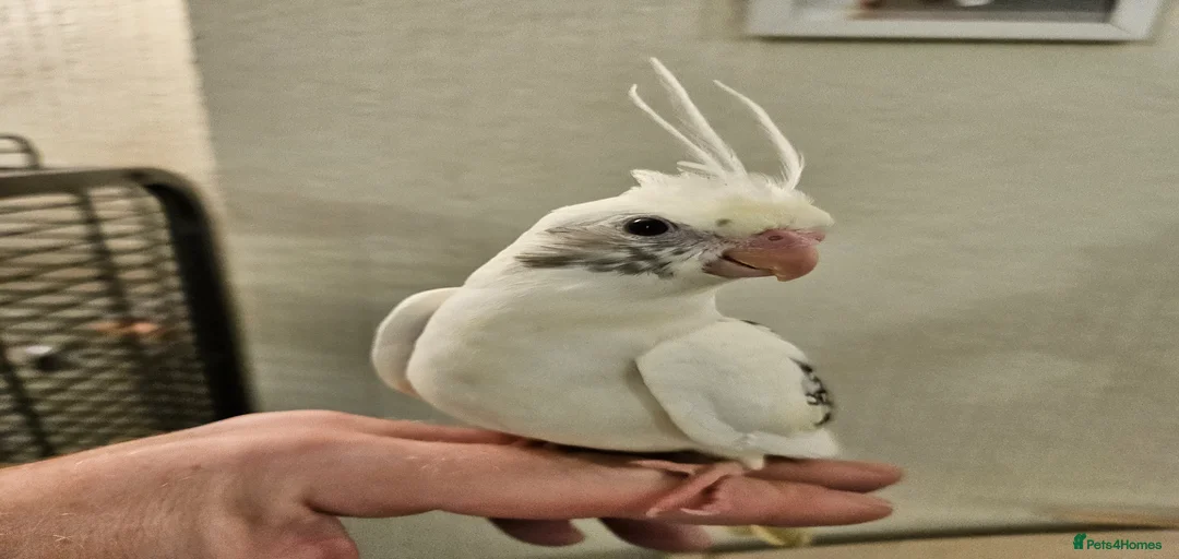 Gallery Image {{count}}