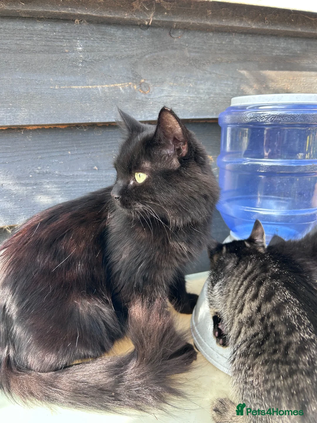Mixed Breed cats for sale: Fluffy female  - Advert 5