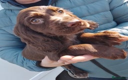 Cocker Spaniel dogs for sale: Working cocker spaniel pups - Image 9