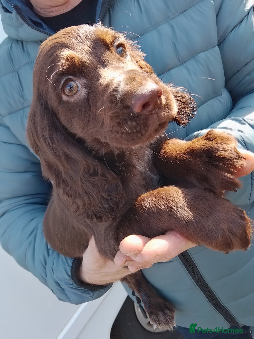 Cocker Spaniel dogs for sale: Working cocker spaniel pups - Image 9