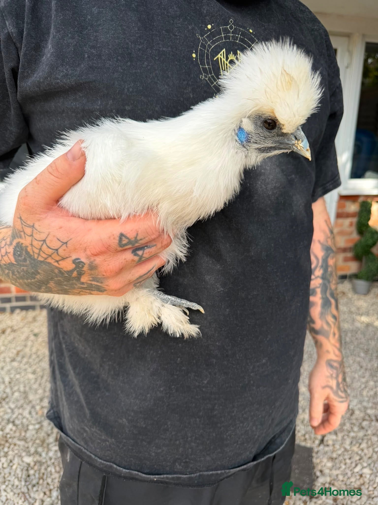 Chickens poultry White silkie hen - Advert 2