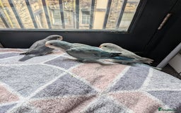 Parakeets birds for sale: Tamed hand reared baby Quaker parrots DNA tested  - Image 18