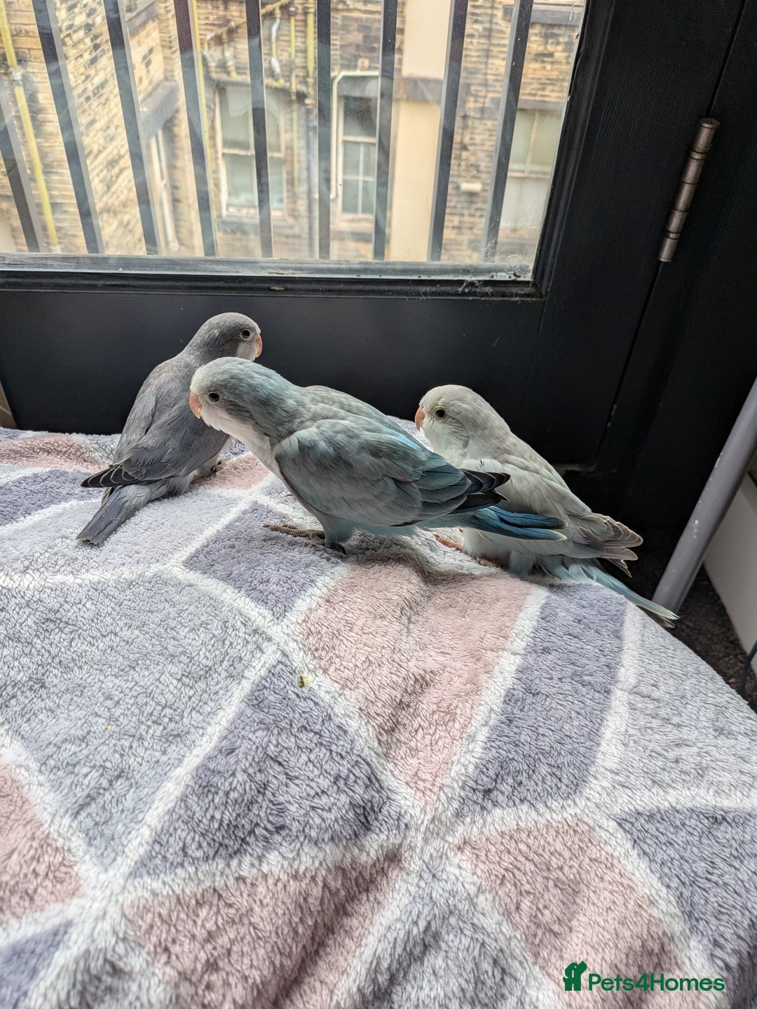 Parakeets birds for sale: Tamed hand reared baby Quaker parrots DNA tested  - Image 18