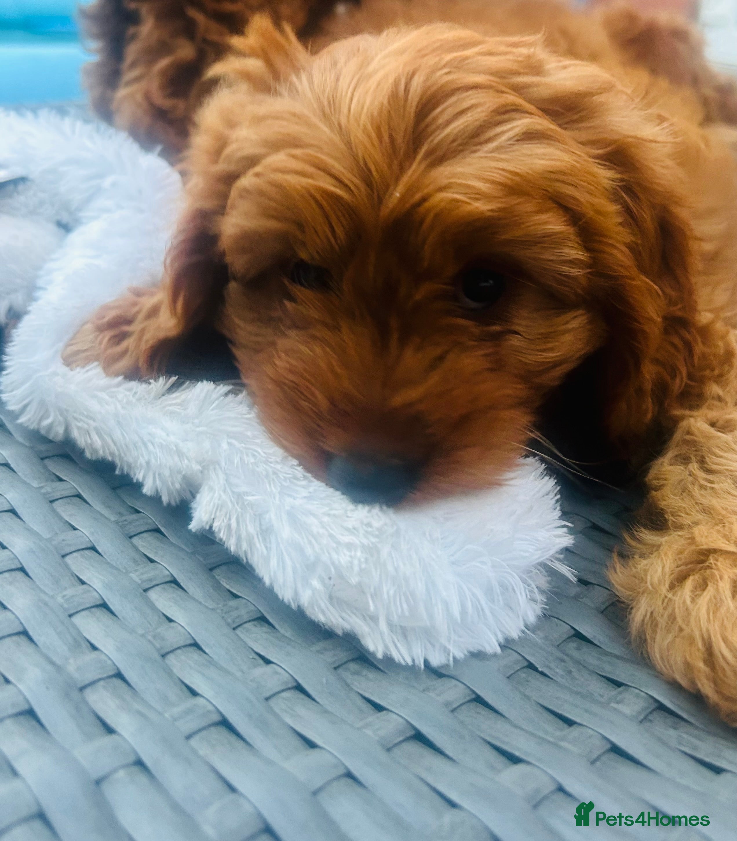 Cavapoo dogs Last 3 Beautiful F1b Cavapoo (Fox-Red) - Advert 2