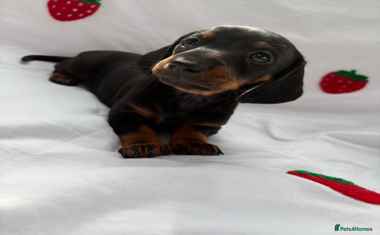 Miniature Dachshund dogs in Leicester - Advert 6