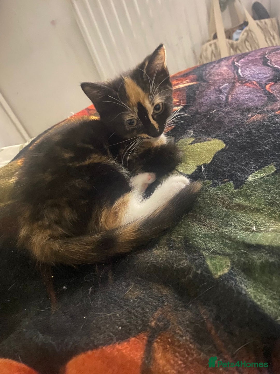 Mixed Breed cats for sale: 2 girls and 1 boy mixed breed kittend - Image 7