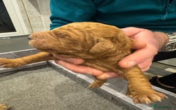 Goldendoodle dogs for sale: Golden doodles f1b - Advert 24