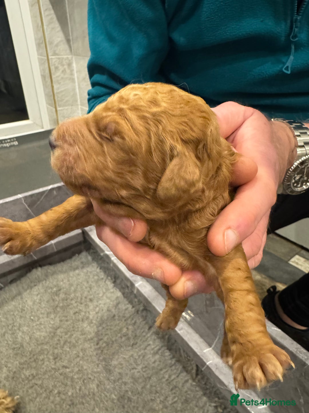 Goldendoodle dogs for sale: Golden doodles f1b - Advert 24