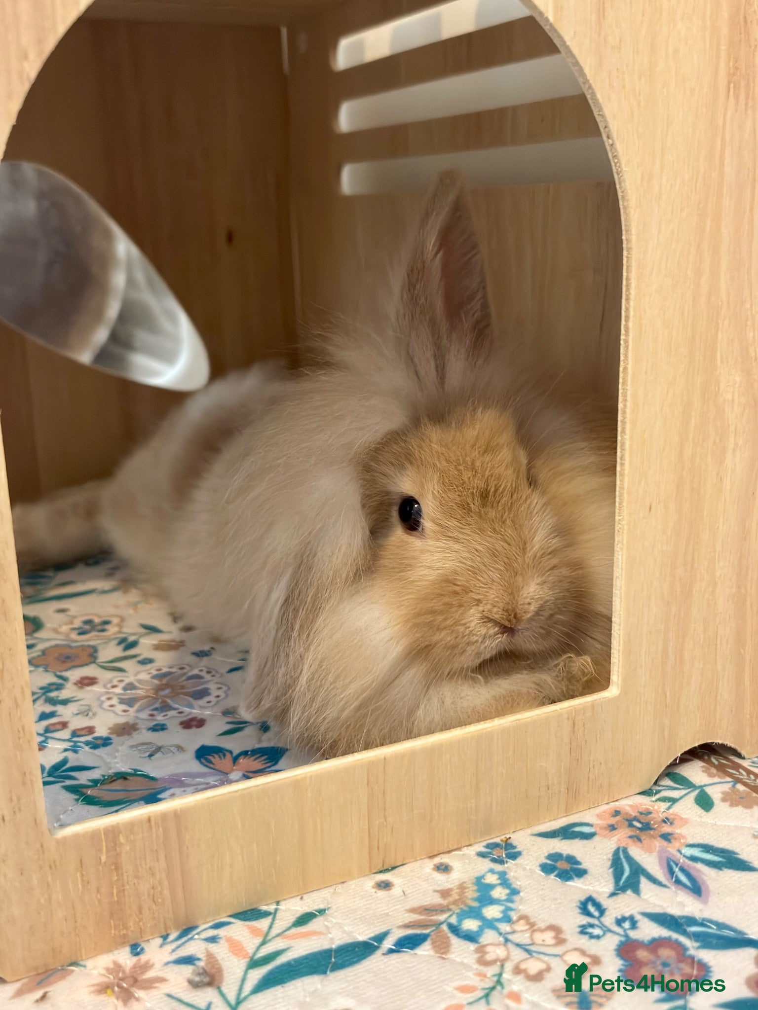 Mixed Breed rabbits Mini lion lop bunny - Advert 2