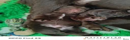 Cocker Spaniel dogs for sale: Beautiful Chocolate Cocker Spaniels (worker) in Ross-on-Wye - Advert 14