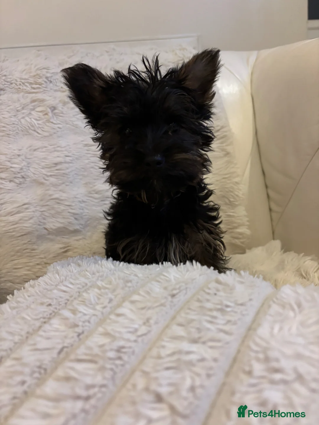 Yorkshire Terrier dogs for sale: Toy Yorkshire terrier puppies  - Advert 2